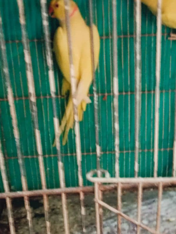 breeder yellow pair female ki tamil bacho na nikal di 2