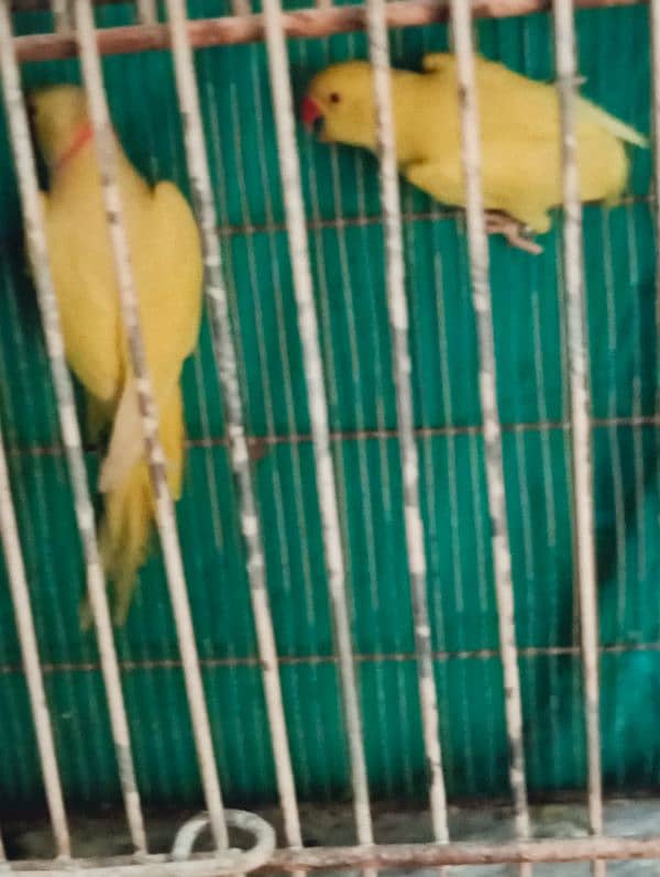 breeder yellow pair female ki tamil bacho na nikal di 3