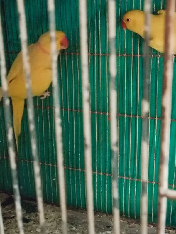 breeder yellow pair female ki tamil bacho na nikal di 8