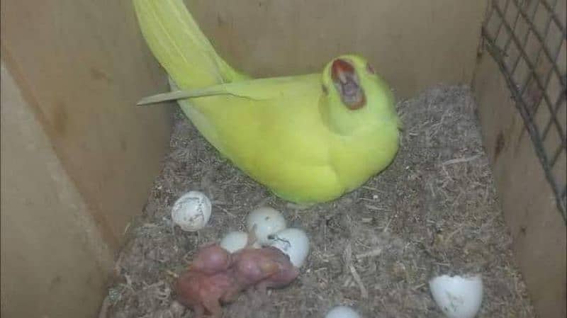 breeder yellow pair female ki tamil bacho na nikal di 9