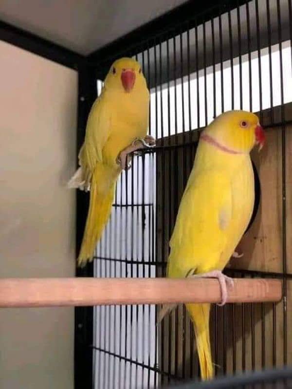 breeder yellow pair female ki tamil bacho na nikal di 10