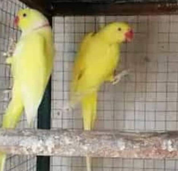 breeder yellow pair female ki tamil bacho na nikal di 11