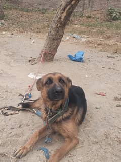 German shaffat 9month urgent sale no krass