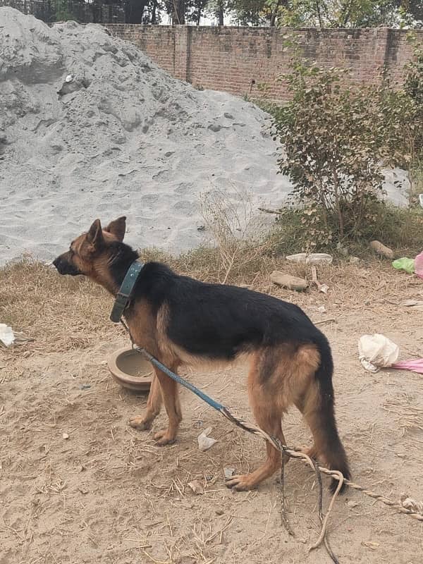 German shaffat 9month urgent sale no krass 3