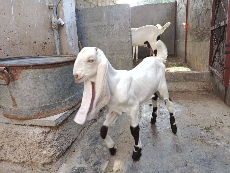 bakri or 2 bache 13