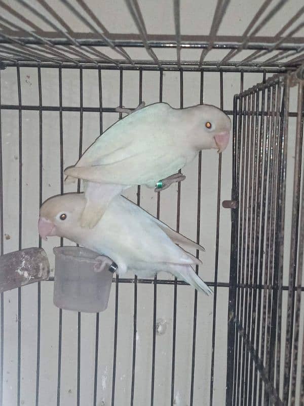 Albino Breeder pair with DnA 0