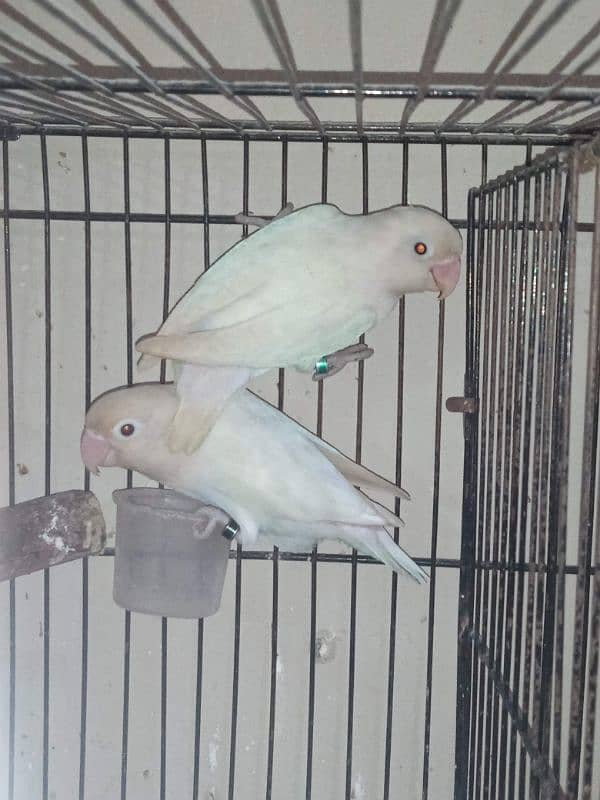 Albino Breeder pair with DnA 1