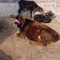 جرسی بچھڑی/cow for sale