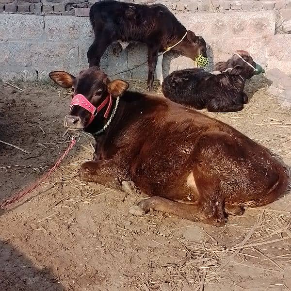 جرسی بچھڑی/cow for sale 0