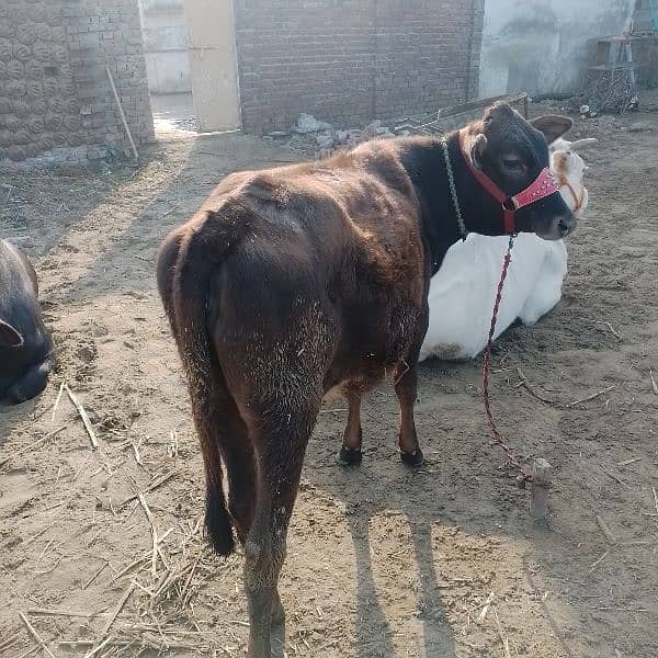 جرسی بچھڑی/cow for sale 1