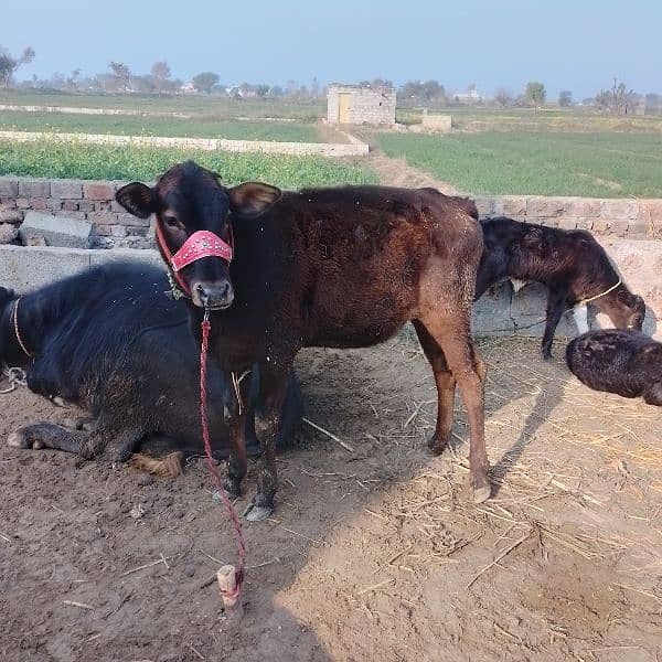 جرسی بچھڑی/cow for sale 2