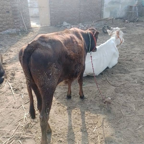 جرسی بچھڑی/cow for sale 3