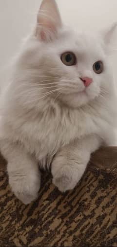 triple coated Persian cat