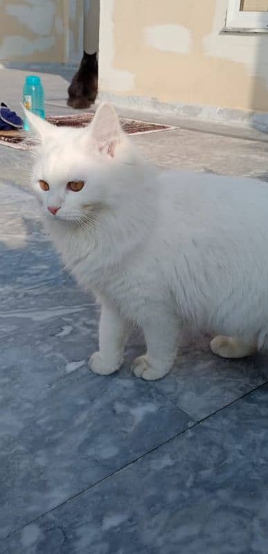 triple coated Persian cat 3