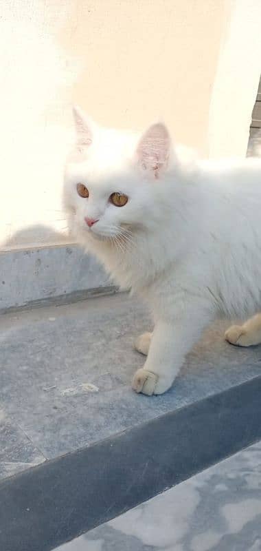 triple coated Persian cat 4