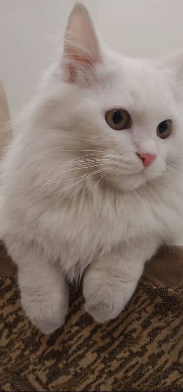 triple coated Persian cat 5