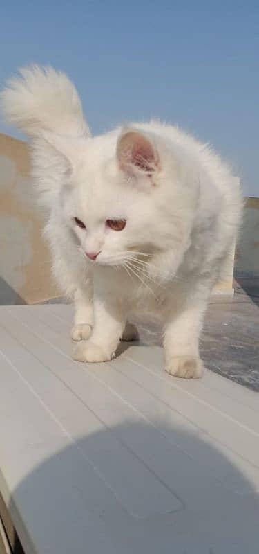 triple coated Persian cat 6