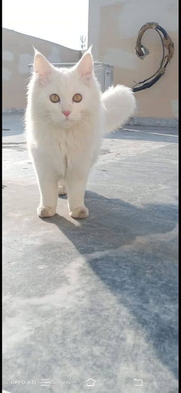 triple coated Persian cat 7