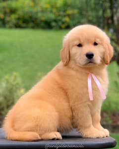 golden retriever male pup