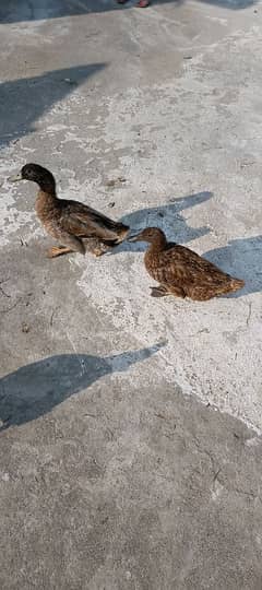 duck pair