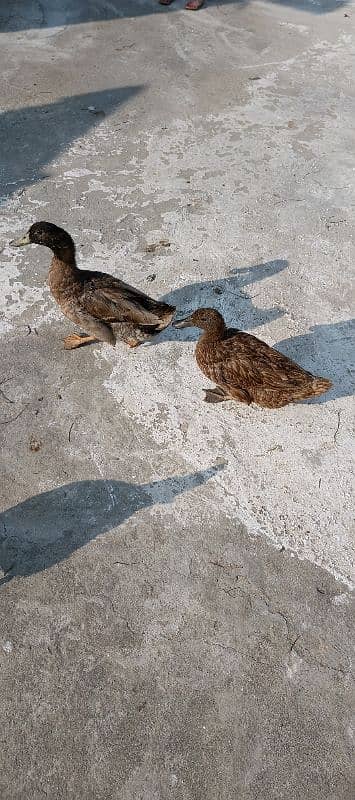 duck pair 0