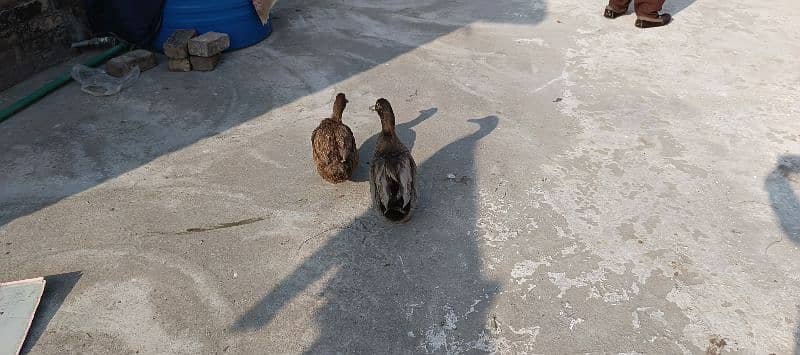 duck pair 1