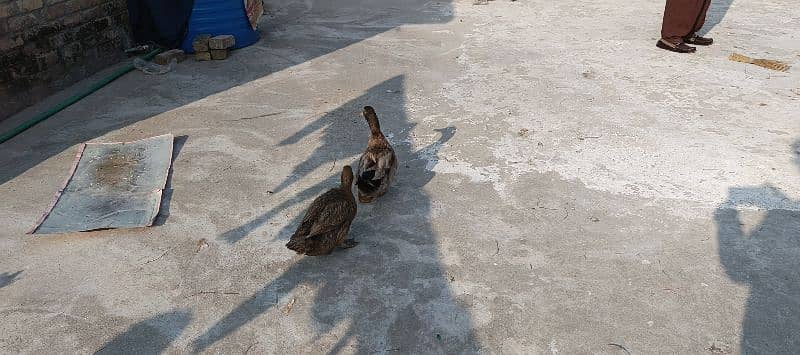 duck pair 3