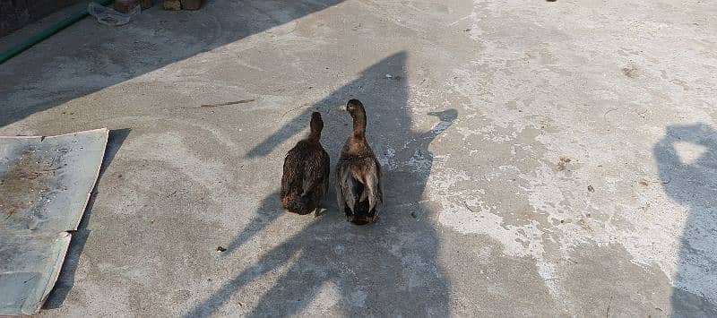 duck pair 4