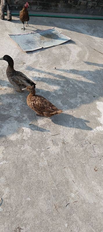 duck pair 5