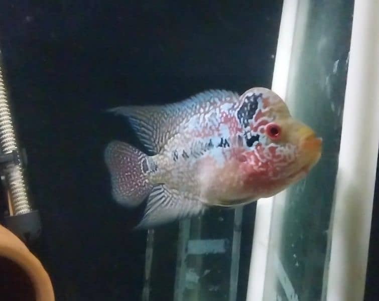 Flowerhorn male and pacu pair for sale read description 0