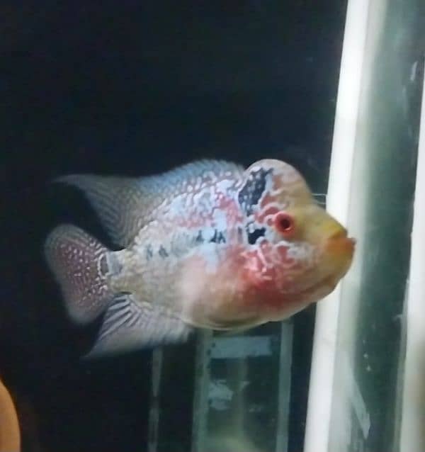 Flowerhorn male and pacu pair for sale read description 1