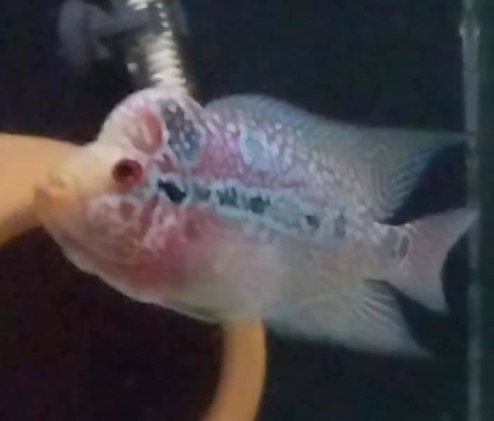 Flowerhorn male and pacu pair for sale read description 2