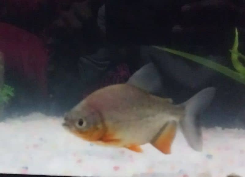 Flowerhorn male and pacu pair for sale read description 3