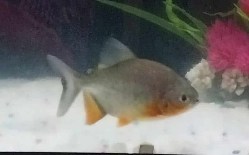 Flowerhorn male and pacu pair for sale read description 4