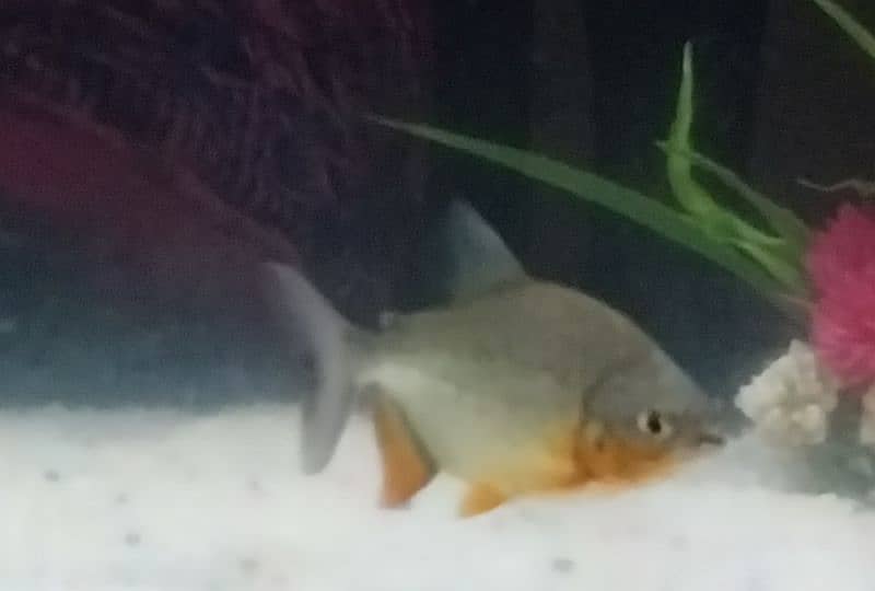 Flowerhorn male and pacu pair for sale read description 5