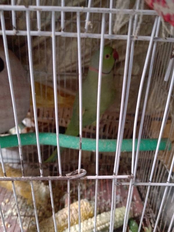 bolny Wala parrot hai dono 1