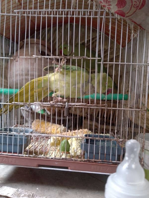 bolny Wala parrot hai dono 2