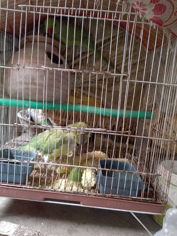 bolny Wala parrot hai dono 3