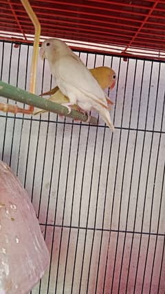 breeder pair albino red eye + pestelino