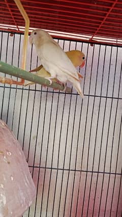 breeder pair albino red eye + pestelino