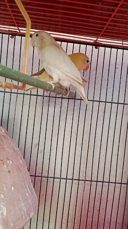 breeder pair albino red eye + pestelino 0