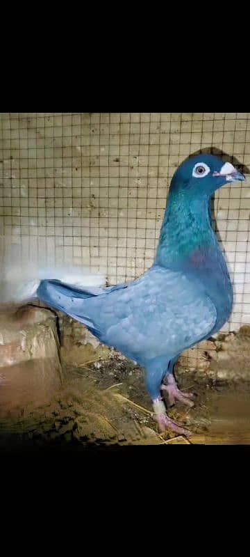 imported John Aden pigeon 16