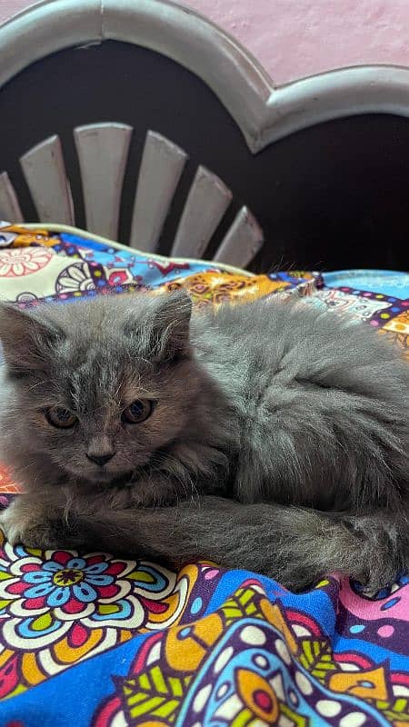 persian kitten cat for sell 0