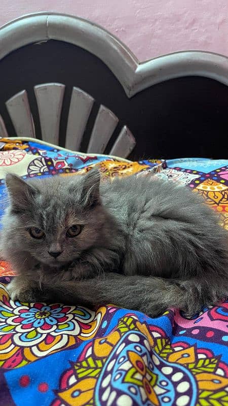 persian kitten cat for sell 1