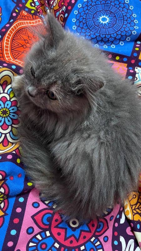 persian kitten cat for sell 2