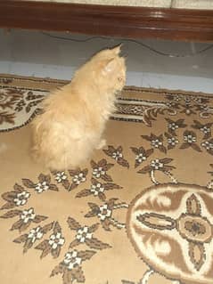 triple coated punch face female cat for sale