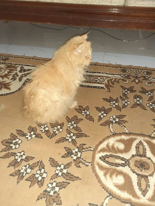 triple coated punch face female cat for sale 0