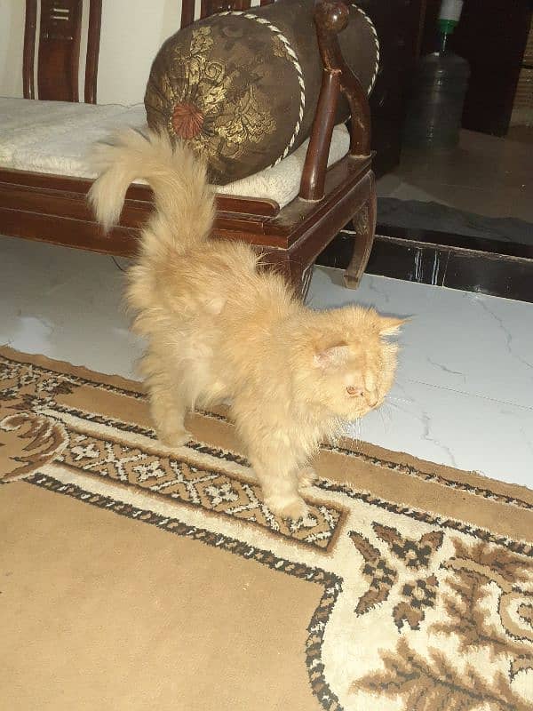 triple coated punch face female cat for sale 1