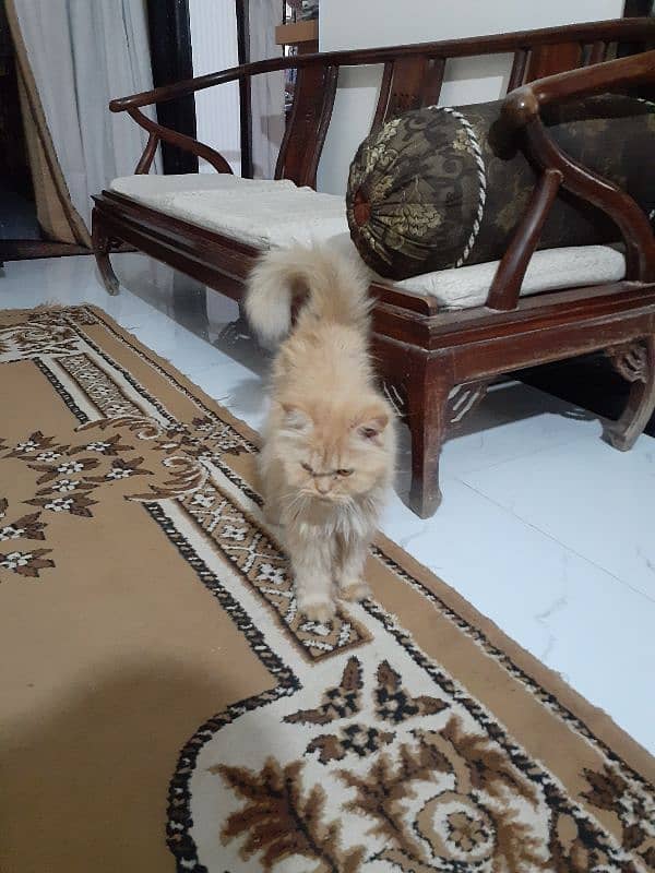 triple coated punch face female cat for sale 2