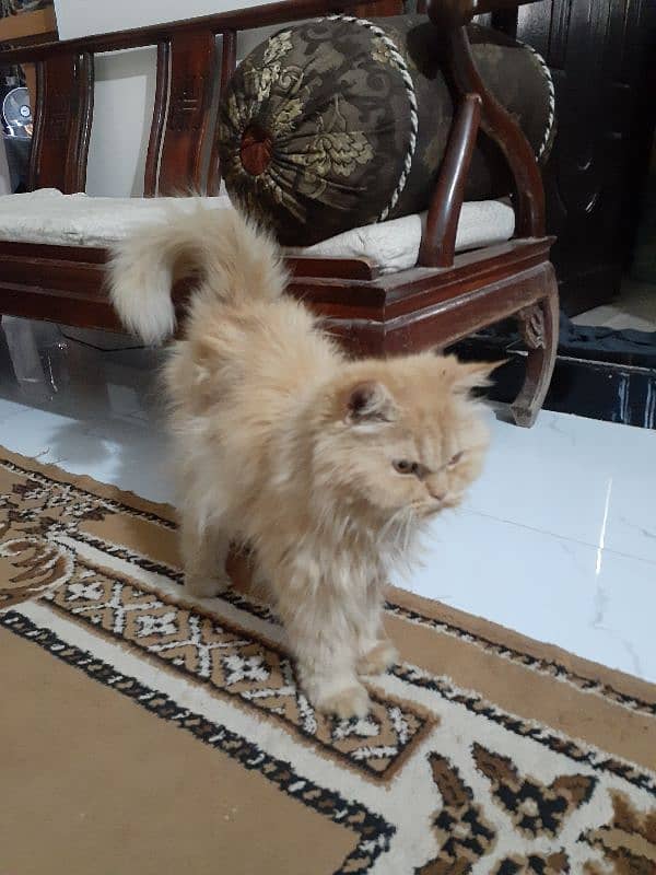 triple coated punch face female cat for sale 4